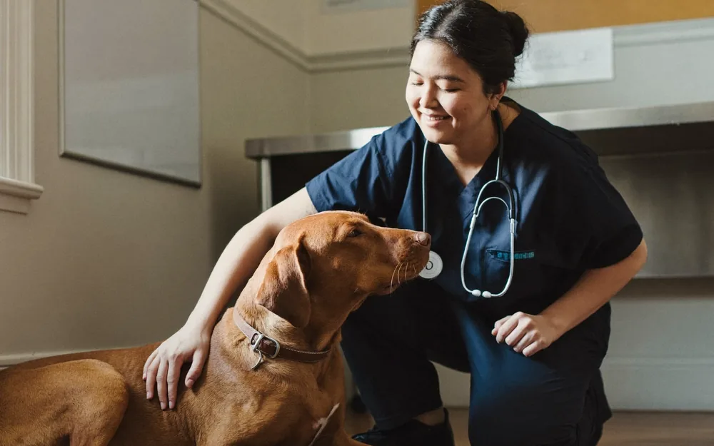 A vet kneeling beside a red-coated dog in a consulting room.