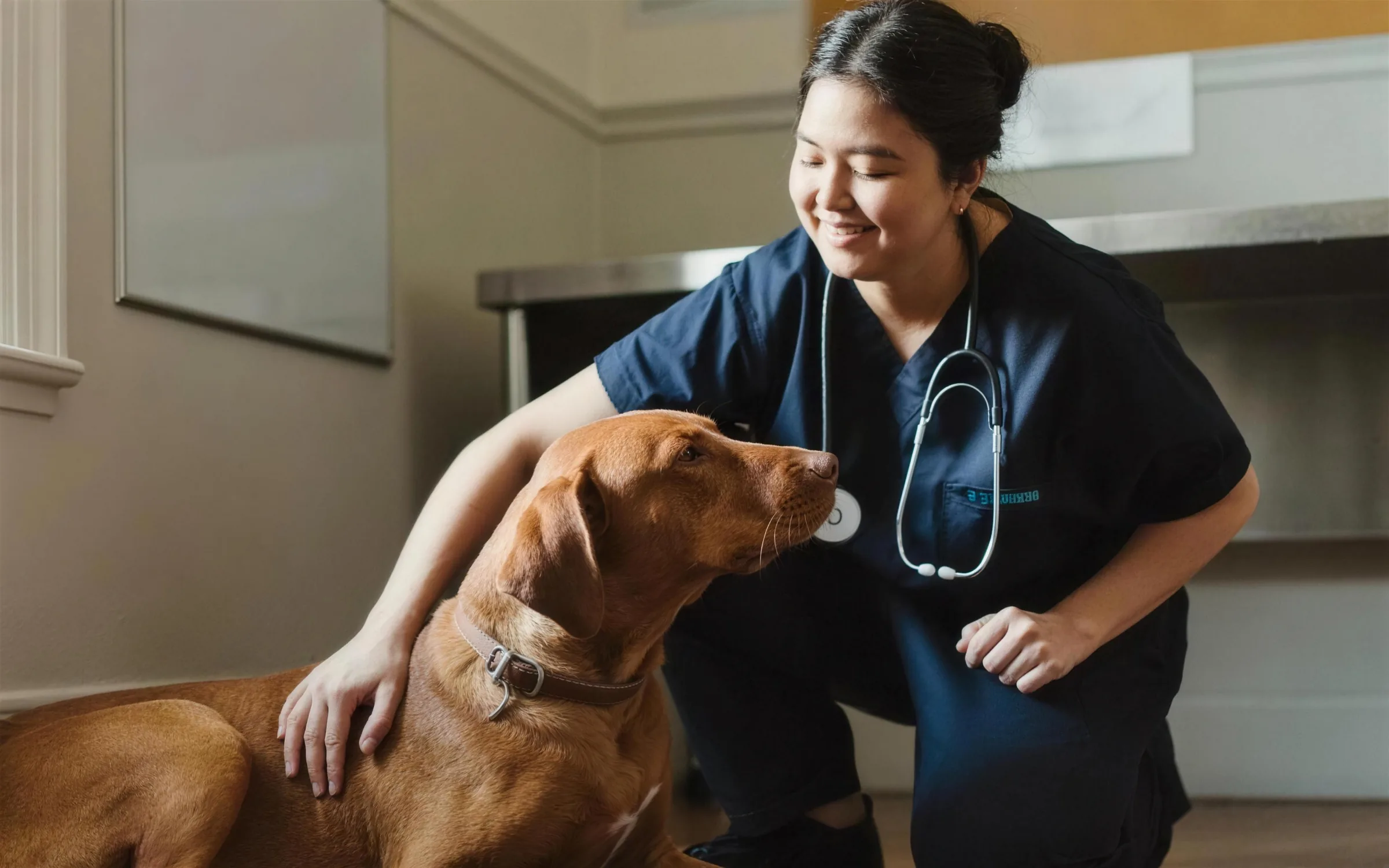 A vet kneeling beside a red-coated dog in a consulting room.
