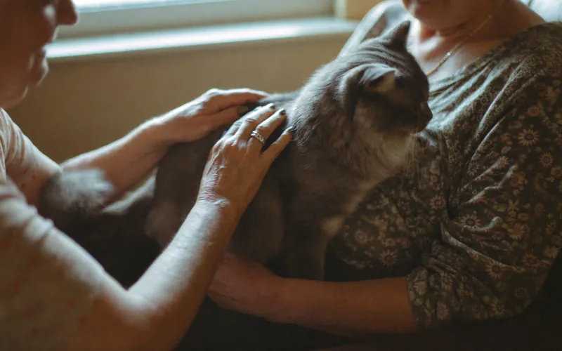 An older cat being stroked on a lap