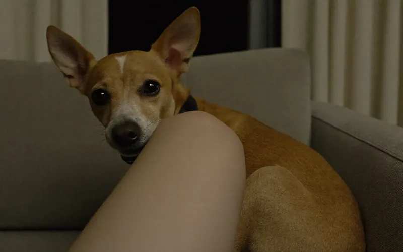 A nervous small dog pressed against someone's leg on a sofa