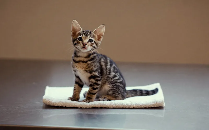 A tabby kitten sitting on a towel on an examination table