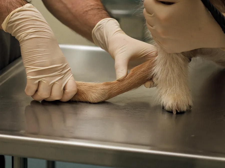 A vet examining a dog's paw on an examination table