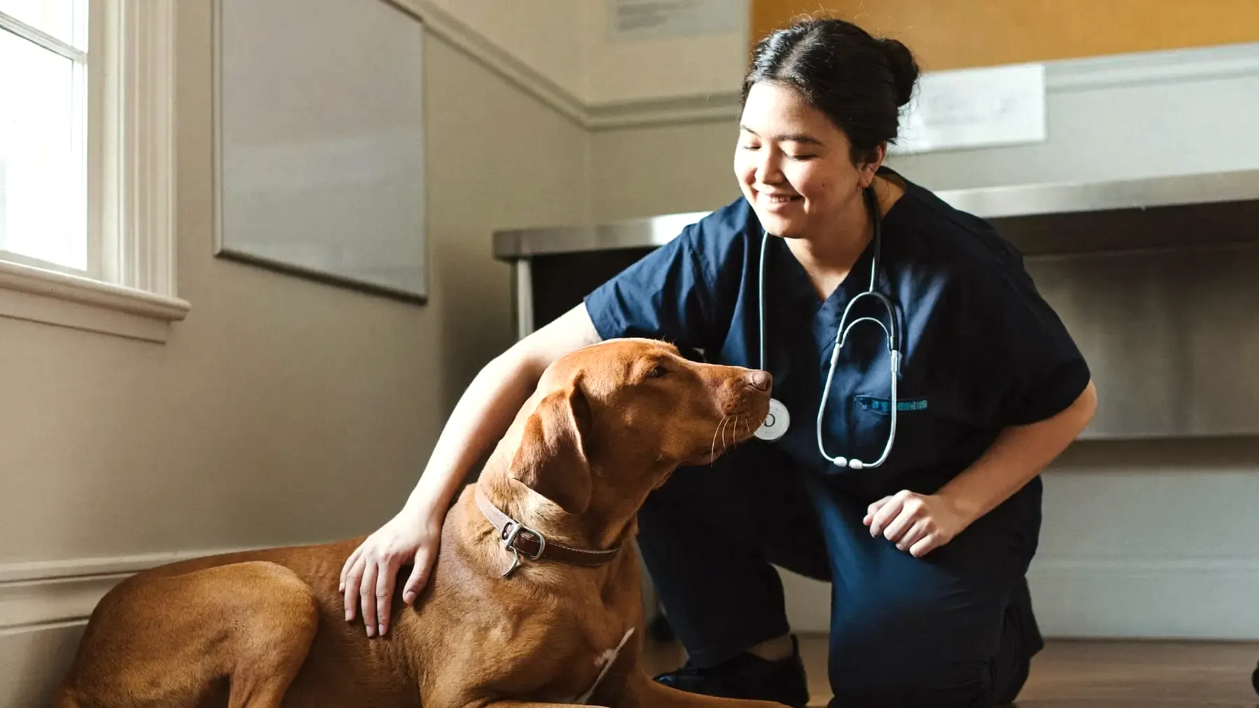 A vet kneeling beside a red-coated dog in a consulting room