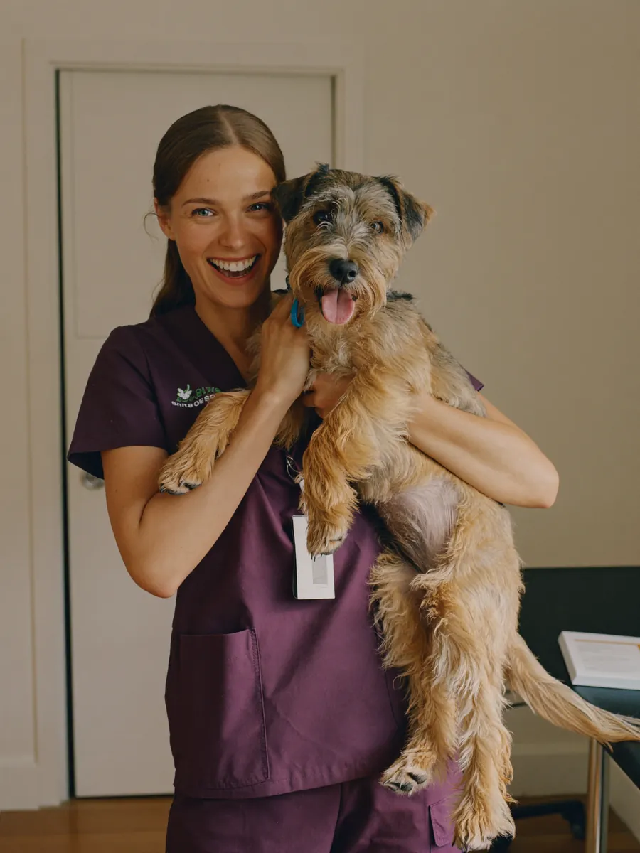 A veterinary nurse holding a wheaten terrier in a consulting room