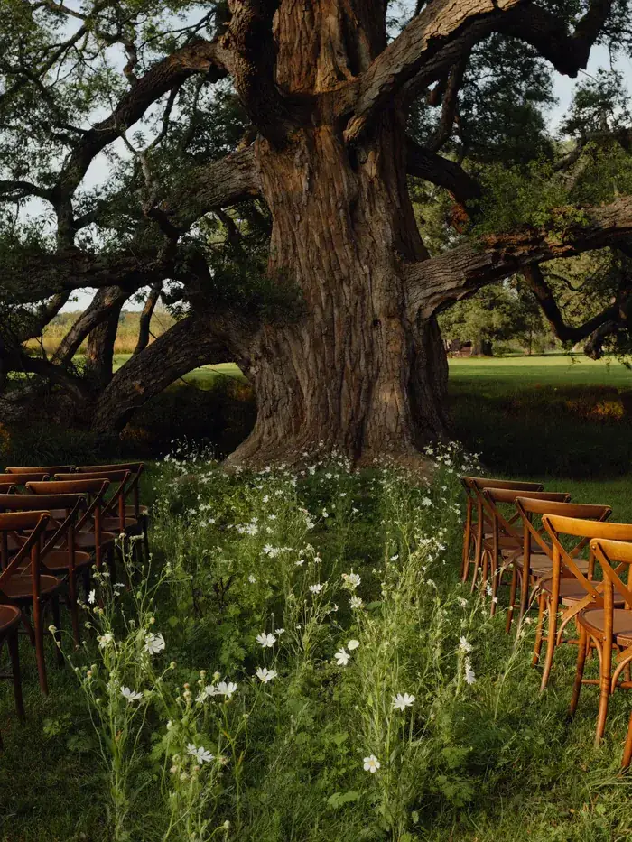 Chairs set out for a ceremony beneath an old oak tree